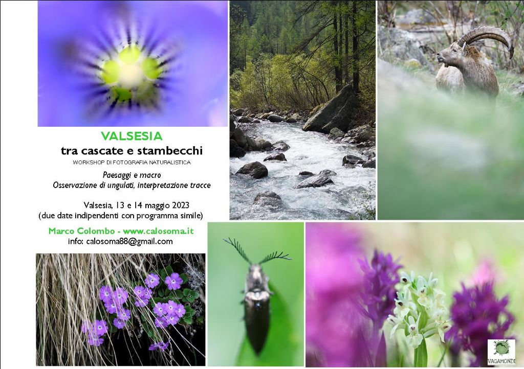 workshop di fotografia naturalistica in Alta Valsesia